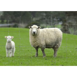 Grillage mouton 100x8x15x50